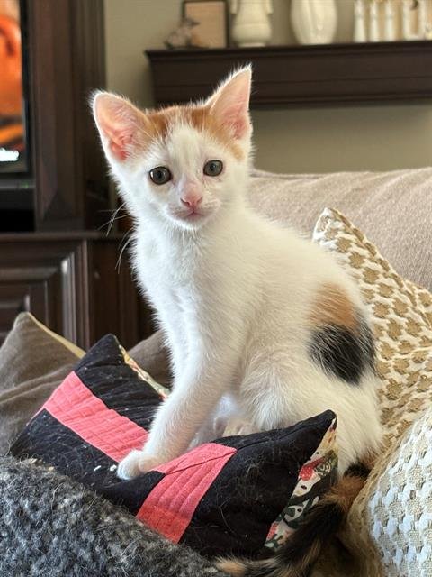 AURORA SITTIN W/ KITTENS - Domestic Short Hair available for adoption