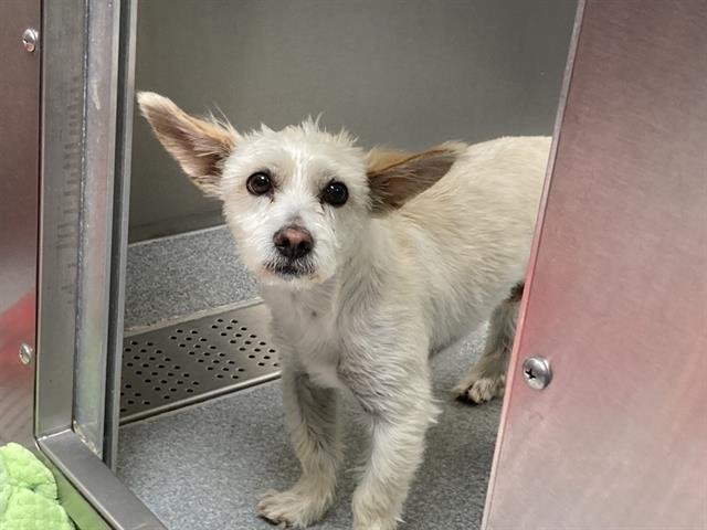 SCOUT - Cairn Terrier available for adoption