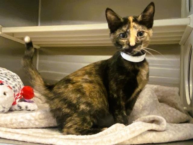 SYDNEY - Domestic Short Hair available for adoption