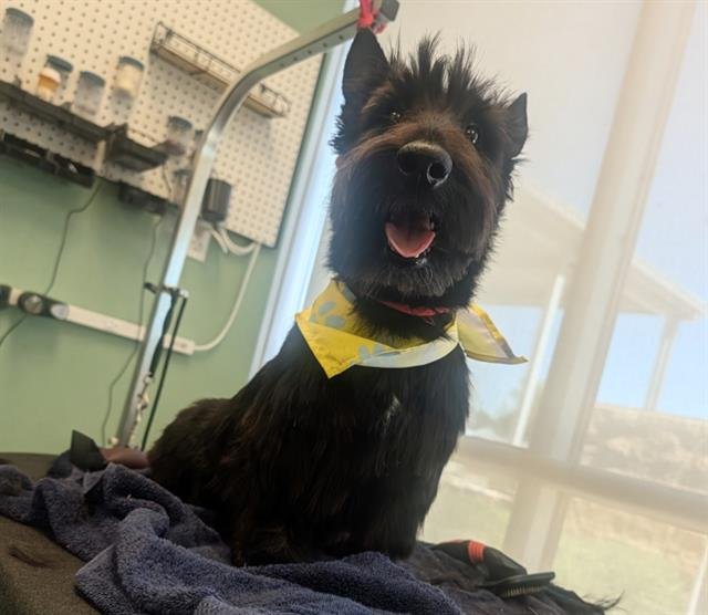 BEAUREGARD - Scottish Terrier Scottie available for adoption