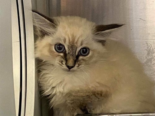 ASPEN - Himalayan available for adoption
