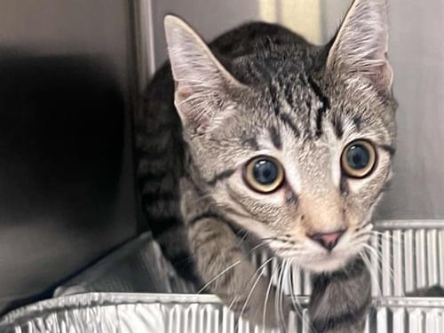 BESTIE - Domestic Short Hair available for adoption