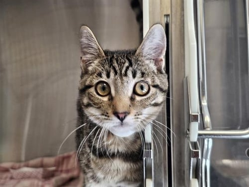 BESTIE - Domestic Short Hair available for adoption