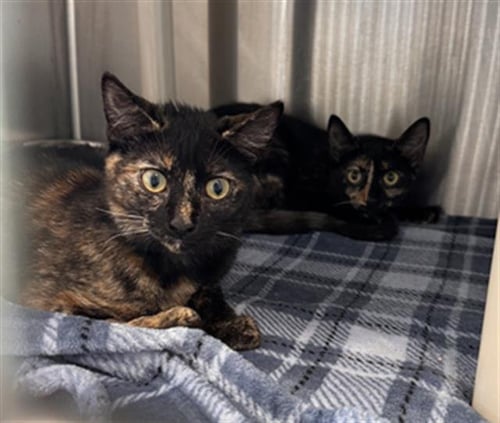 DAISY - Domestic Short Hair available for adoption