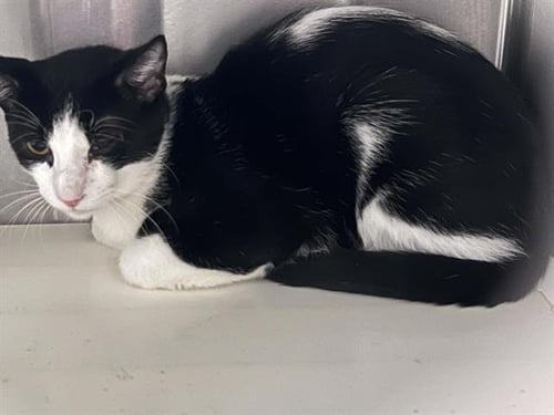 UDON - Domestic Short Hair available for adoption