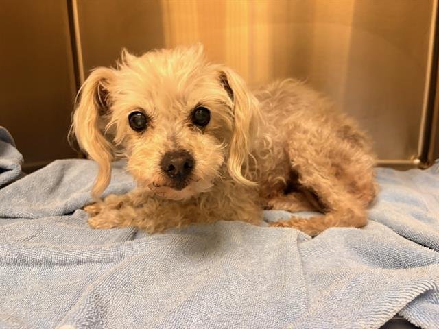 TIFFANY - Maltese available for adoption