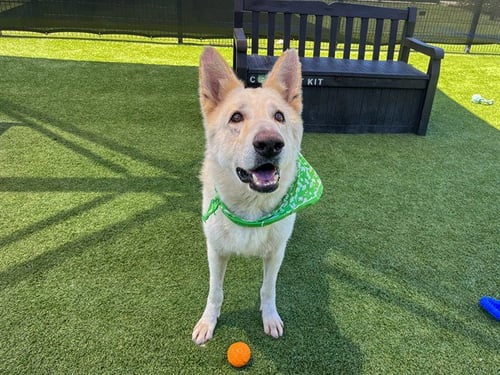 WILLARD - German Shepherd Dog available for adoption