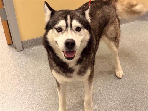 JACOB - Siberian Husky available for adoption