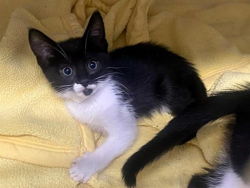MIA - Domestic Short Hair available for adoption