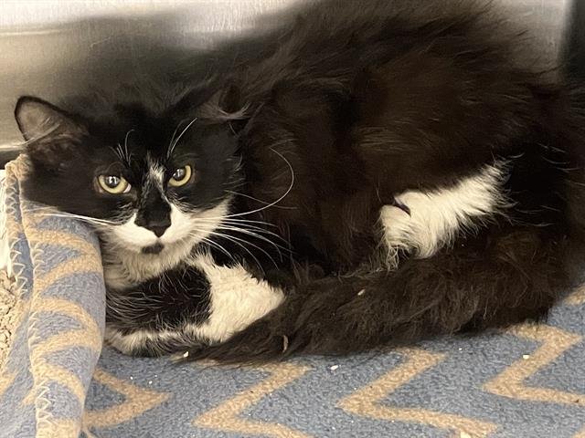 MINNIE - Domestic Long Hair available for adoption