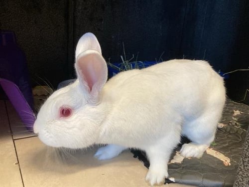 GATO BLANCO - Shorthaired Rabbit available for adoption