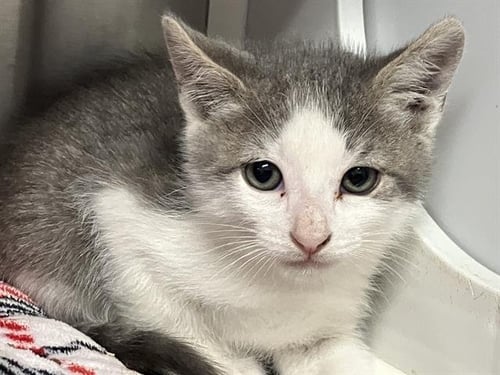 STEGS - Domestic Short Hair available for adoption
