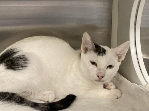 MINESTRONE - Domestic Short Hair available for adoption