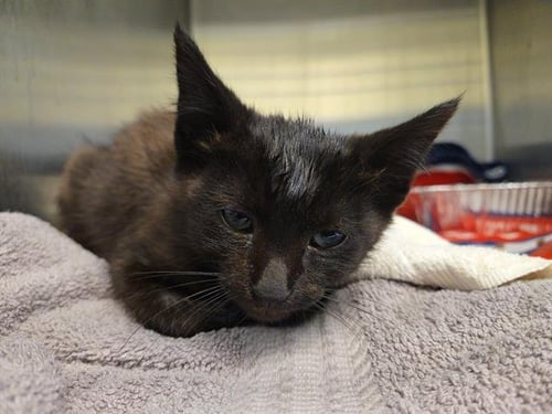 PANEER - Domestic Short Hair available for adoption