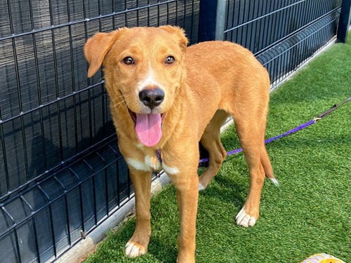 NINETAILS - Labrador Retriever / Pit Bull Terrier available for adoption