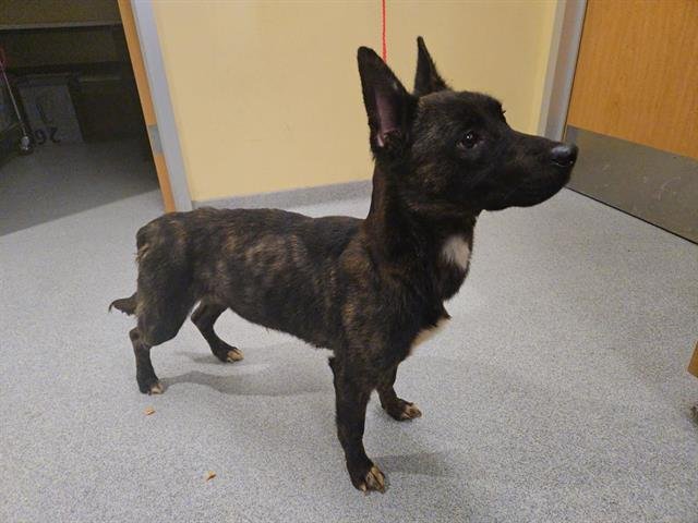 AMARA - Cardigan Welsh Corgi / Australian Cattle Dog/Blue Heeler available for adoption