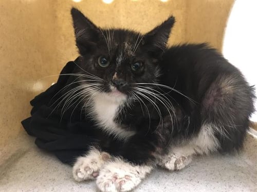 A1977884 - Domestic Short Hair available for adoption