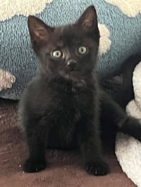 EVIE - Photo 1