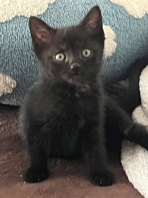 EVIE - Domestic Short Hair available for adoption