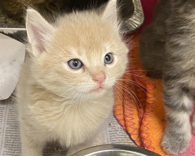 BRYANNA - Domestic Medium Hair available for adoption