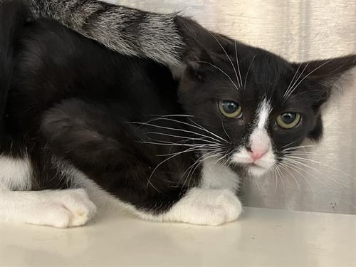 ALEXIA - Domestic Short Hair available for adoption