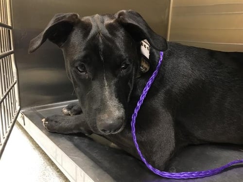 PEPPER - Labrador Retriever available for adoption