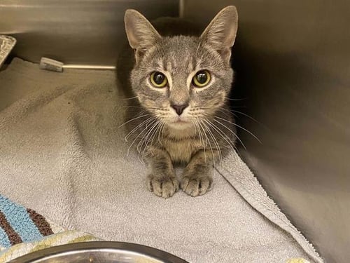 BETHANY - Domestic Short Hair available for adoption