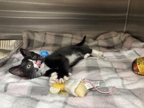 RED BEAN - Domestic Short Hair available for adoption