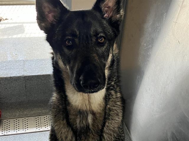 PAWS PAWS - German Shepherd Dog available for adoption