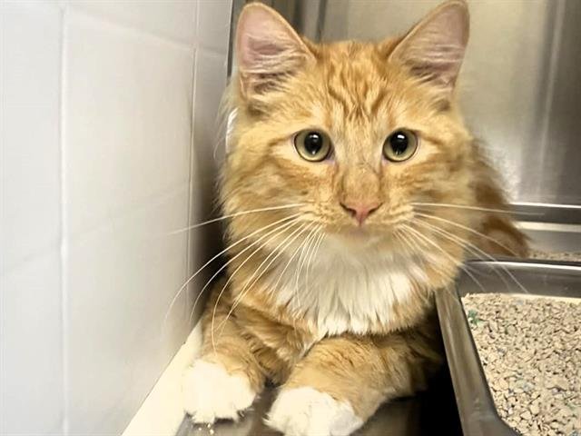 GATEN - Domestic Long Hair available for adoption