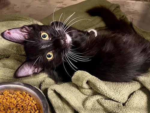 MICHAEL - Domestic Long Hair available for adoption