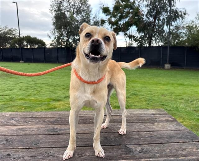 TURC - Chihuahua / Parson Russell Terrier available for adoption