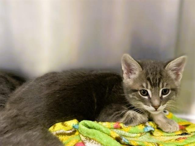 MOUSE - Domestic Short Hair available for adoption