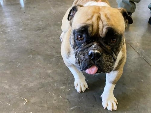 MIA - French Bulldog / English Bulldog available for adoption
