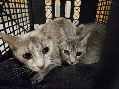 CARA - Domestic Short Hair available for adoption