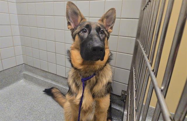 MAYA - German Shepherd Dog available for adoption