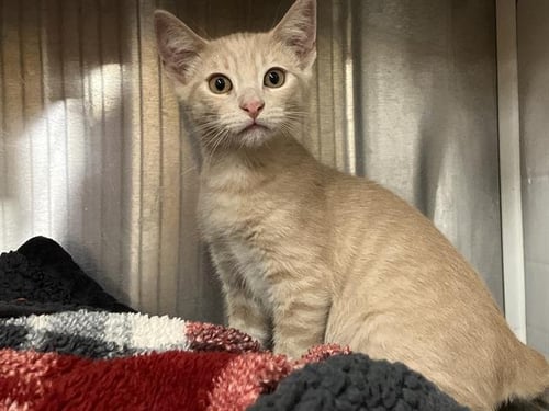 RODGER - Domestic Short Hair available for adoption