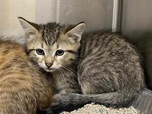 SIRACHA - Domestic Short Hair available for adoption