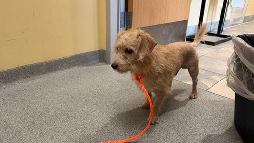 CHENTE - Border Terrier available for adoption