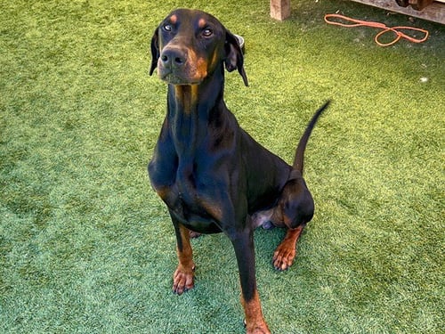 ZEUS - Doberman Pinscher available for adoption