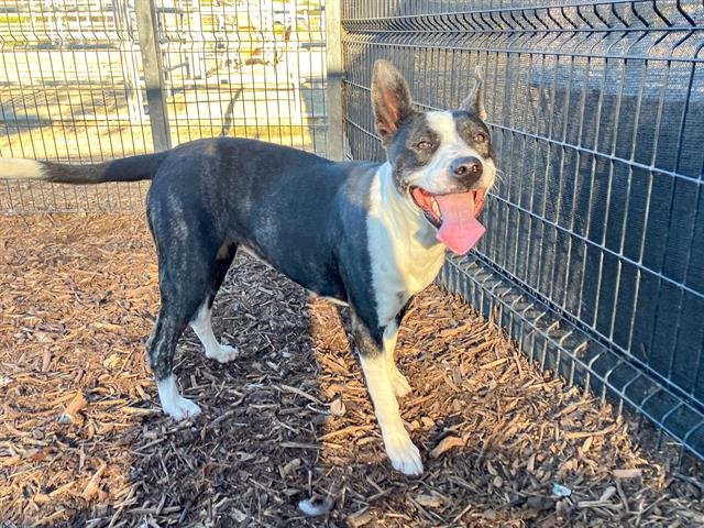 JOANIE - Pit Bull Terrier available for adoption