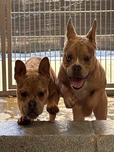 CATALINA - French Bulldog available for adoption