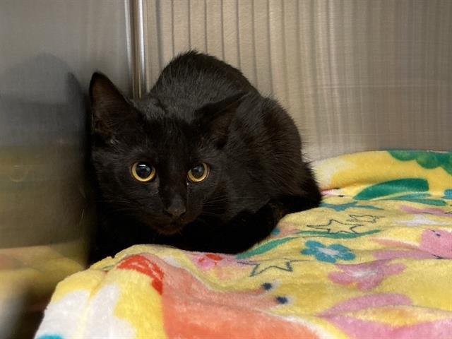 ASTORIA - Domestic Short Hair available for adoption