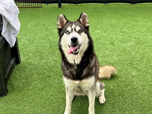 CLEO - Siberian Husky available for adoption