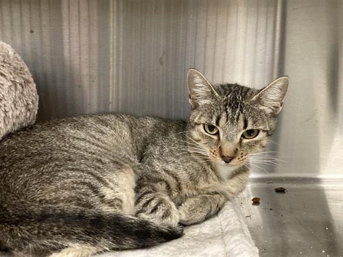 MS. PATRICIA - Domestic Short Hair available for adoption