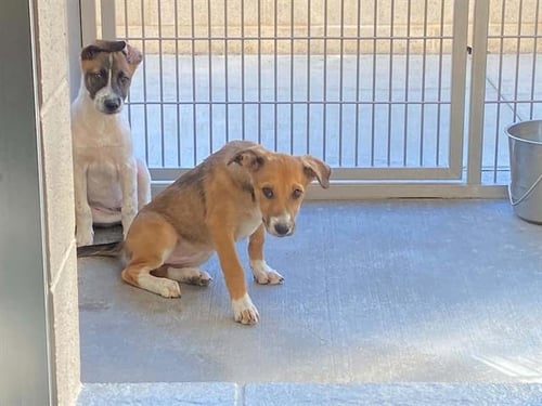 LEEK - Labrador Retriever available for adoption
