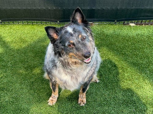 BABY GIRL - Australian Cattle Dog/Blue Heeler available for adoption