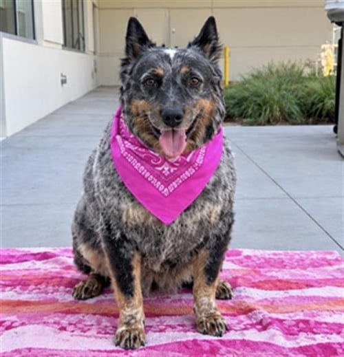 BABY GIRL - Australian Cattle Dog/Blue Heeler available for adoption