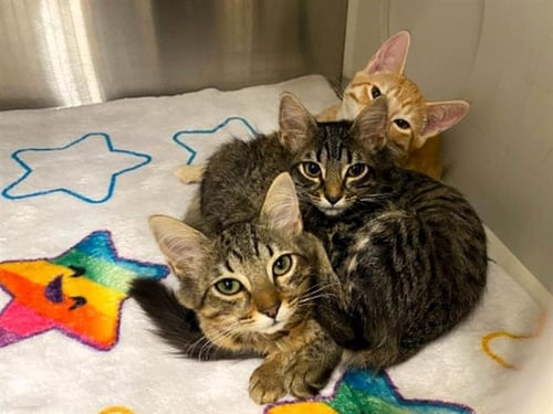 ALICENT - Domestic Short Hair available for adoption