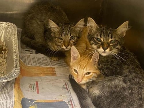 ALICENT - Domestic Short Hair available for adoption